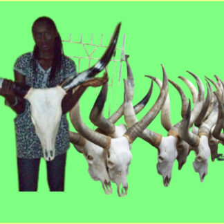 Basic Agro-Tech Nigeria Ltd – We are Producers & Exporters of Cow 